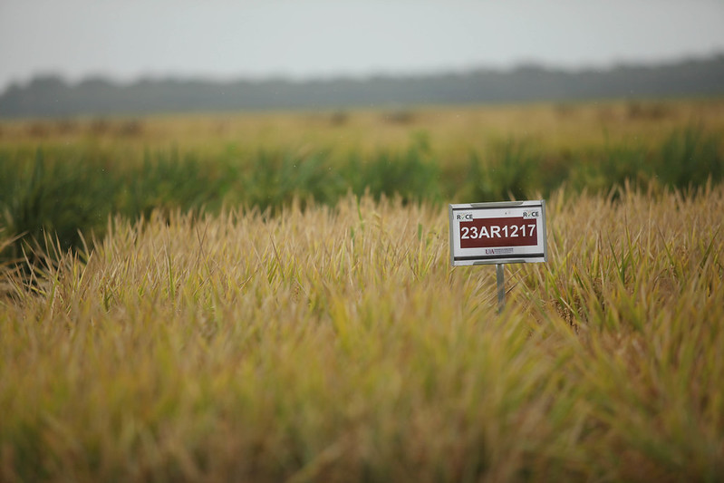 Rice field.