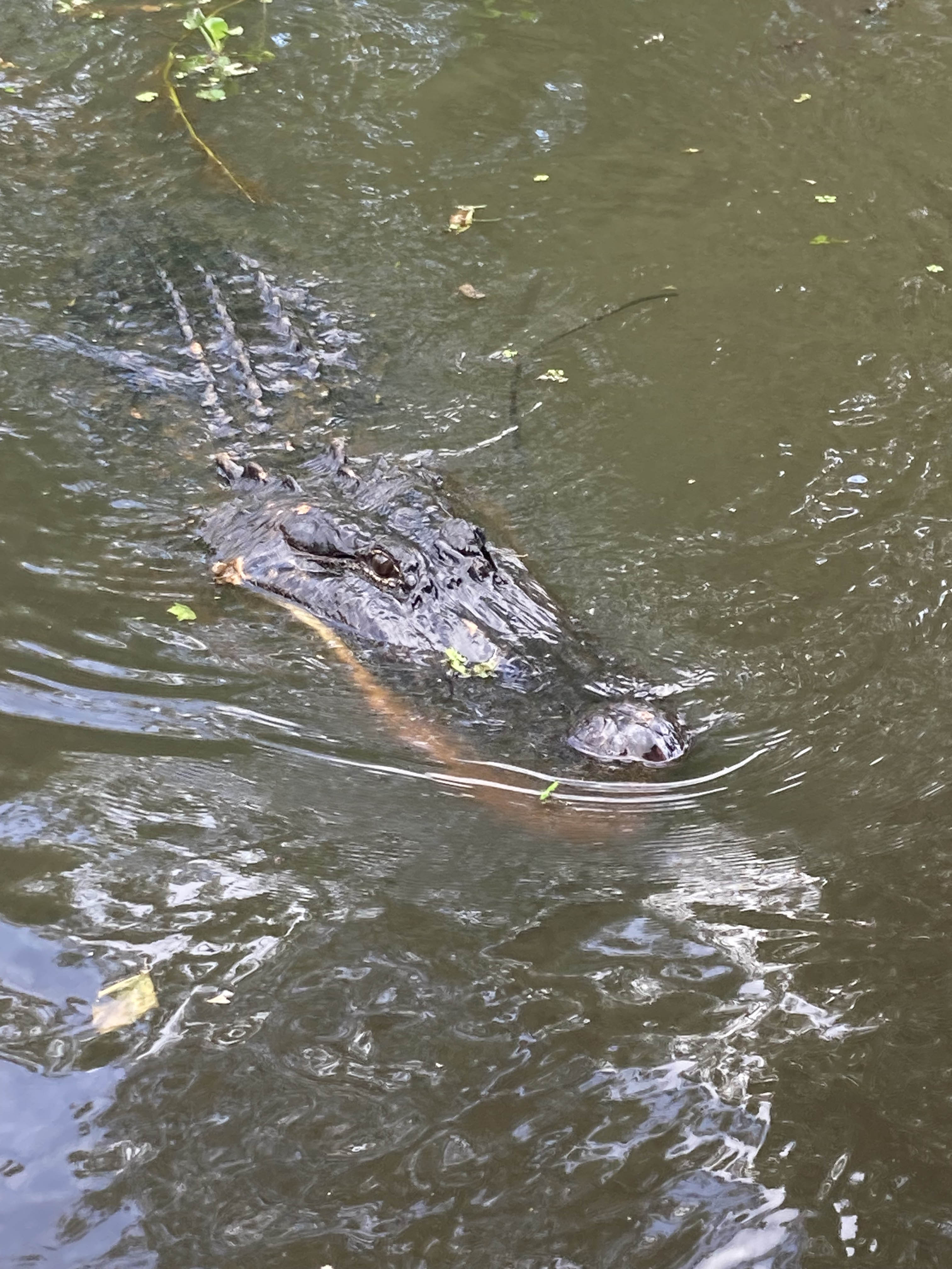 Louisiana alligator