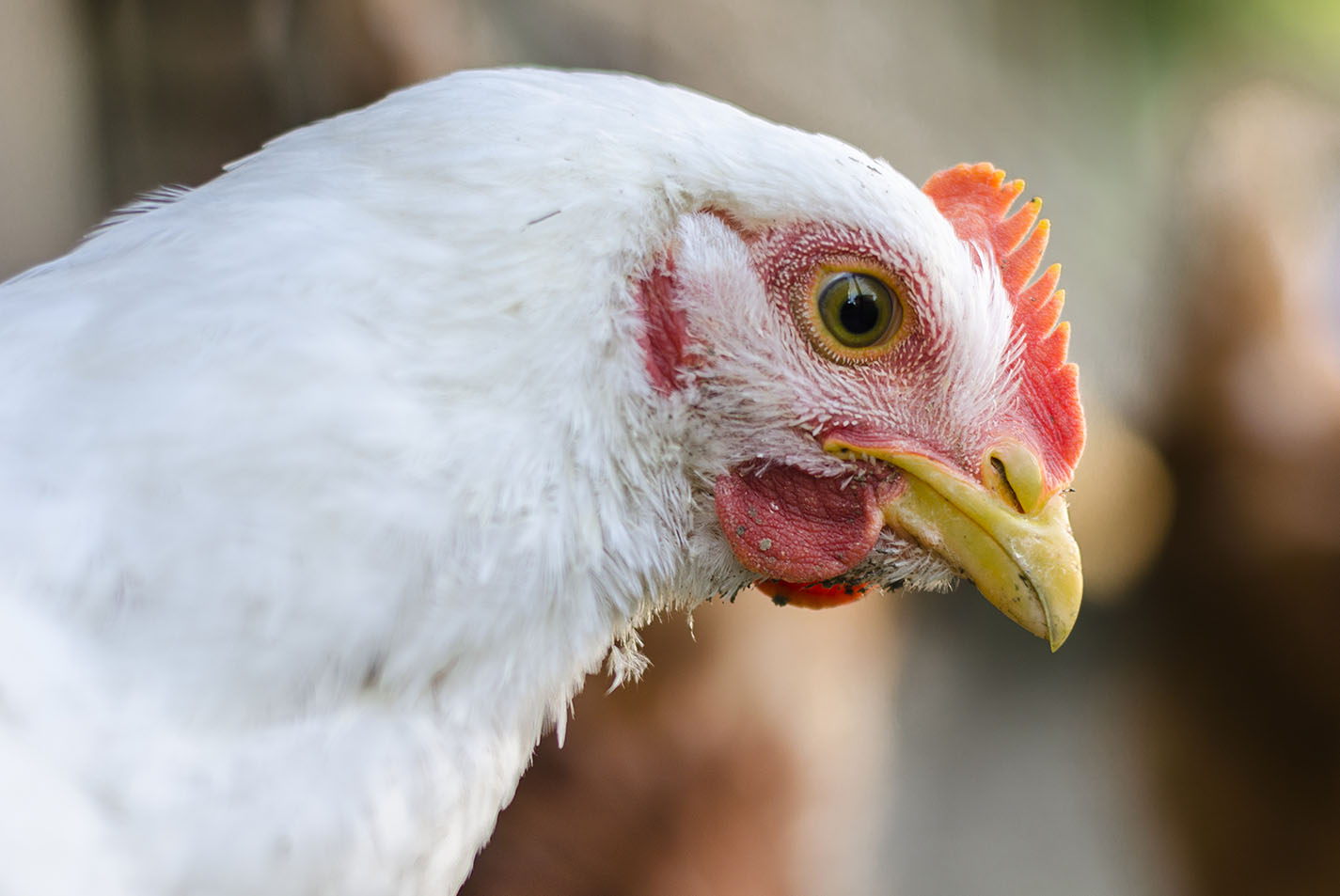 chicken-head.jpg right-facing head of white chicken