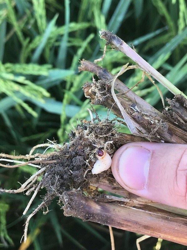 Billbug larvae