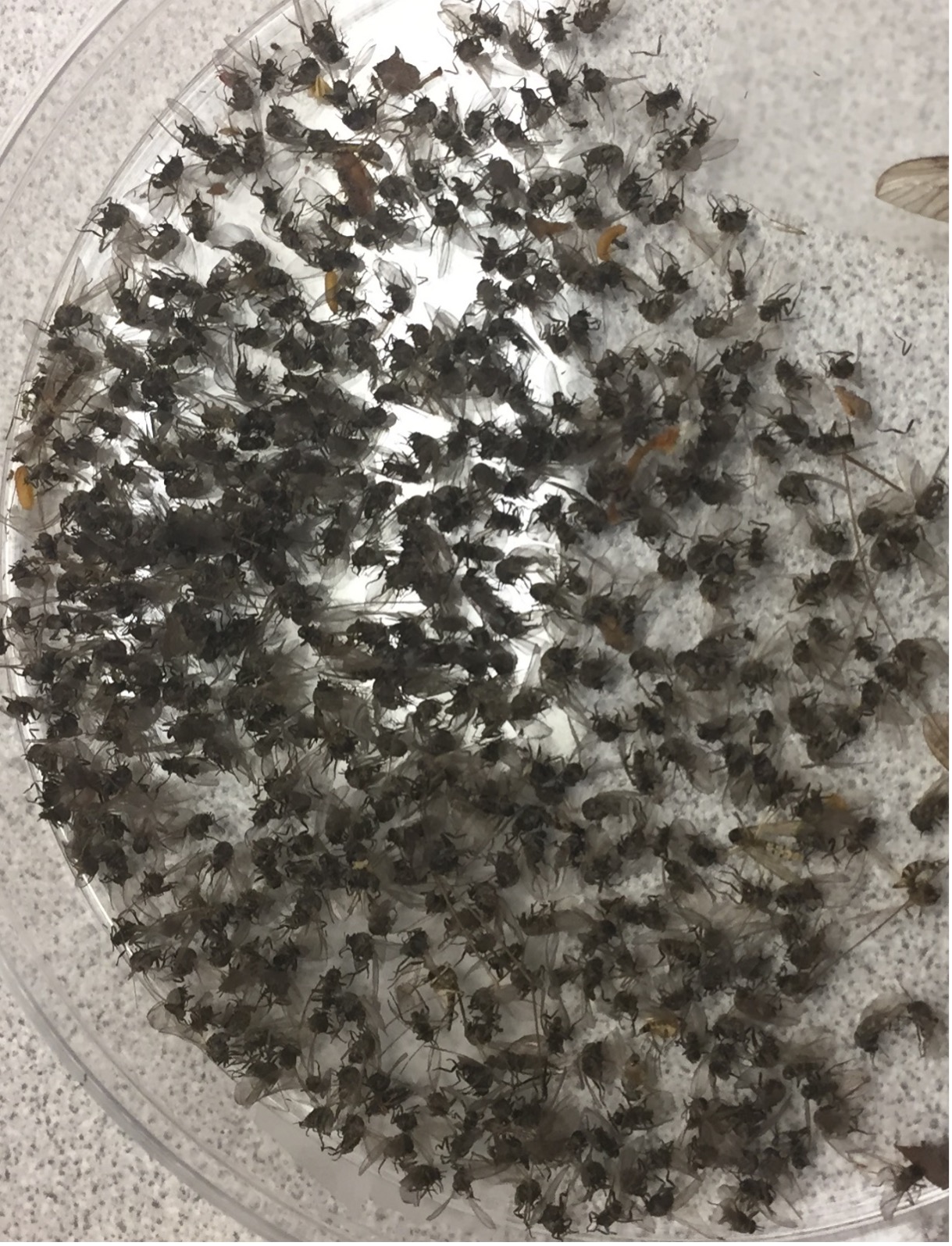 SJW – Flys and Guides  Largest Selection of Flies in Arkansas