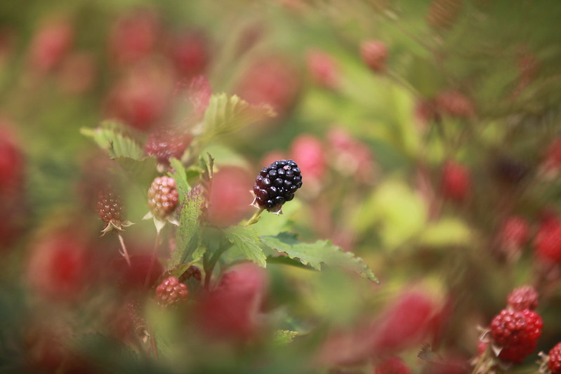 Blackberry plant