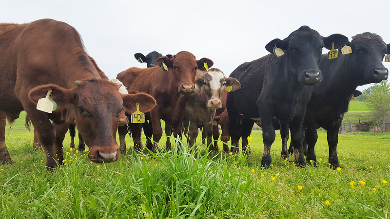 Cattle grazing