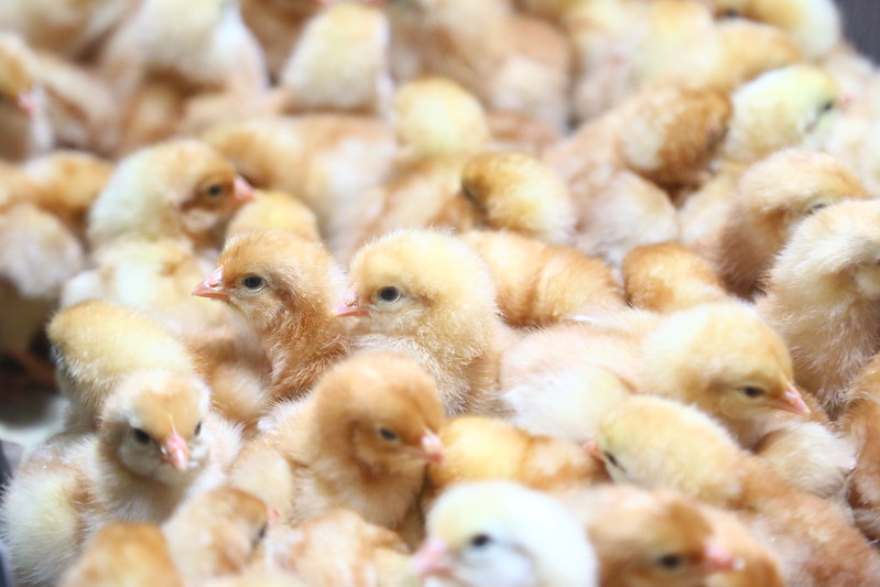 Photo of chicks in a hatchery