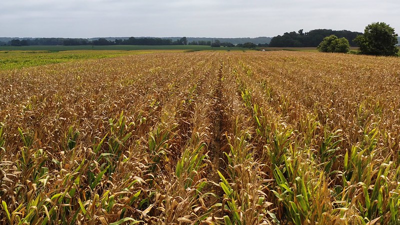 Corn seen from above