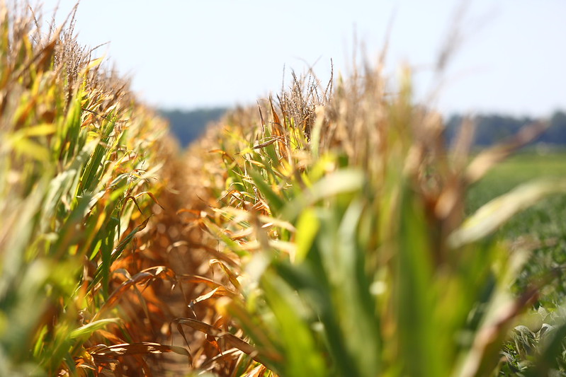 Corn row