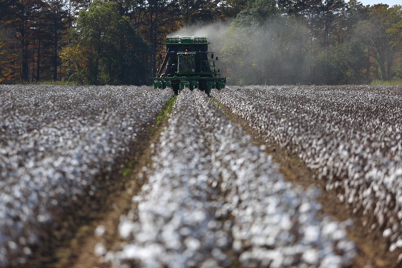 Combine harvesting cotton