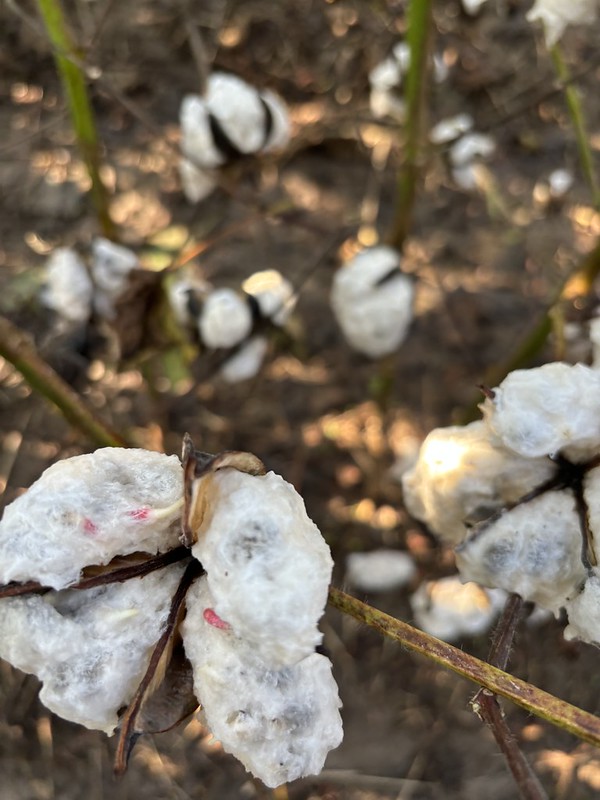 Damaged cotton