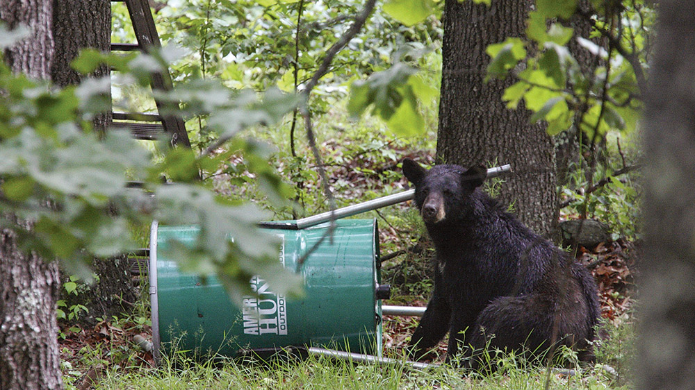 Wild bear at a feeder