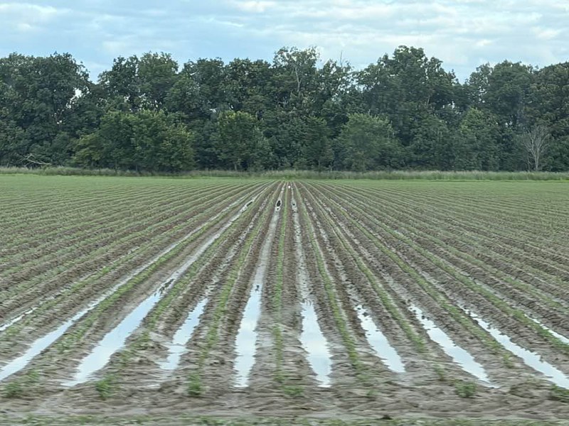 Flooded soybean field in Poinsett County