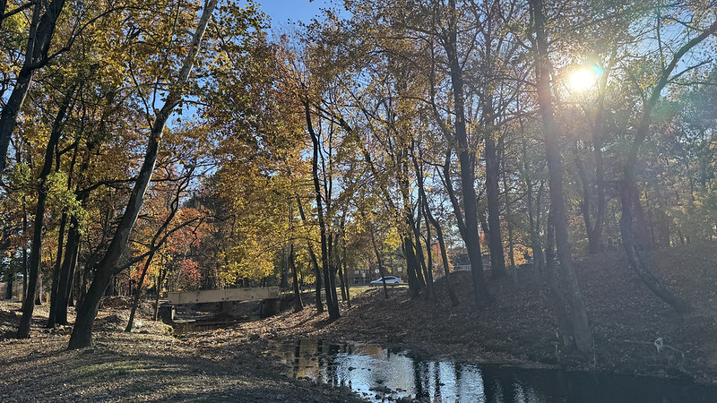 Tree foliage seen near a creek