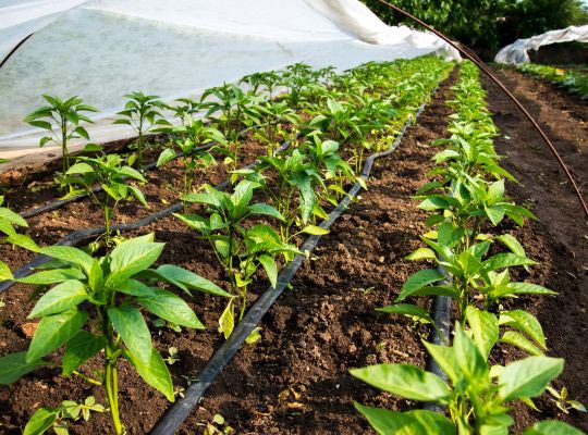 rows of pepper plants with drip line irrigation set up