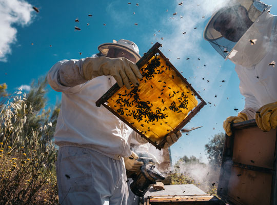 beekeepers checking bees