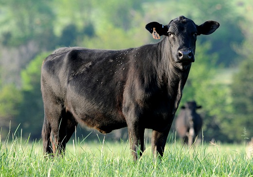 ALT Asian Longhorned tick