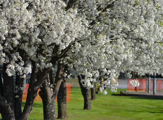 bradford pear trees blooming