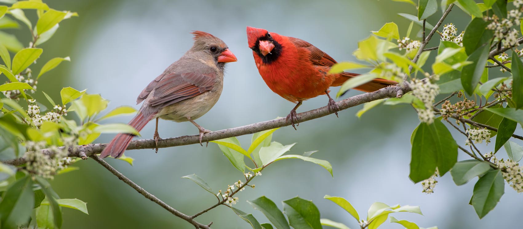 Feeding Backyard Birds: Get tips to attract more birds