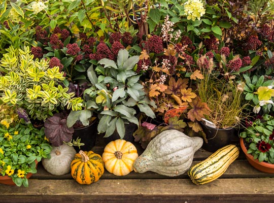 fall plants including pansies and decorative gourds