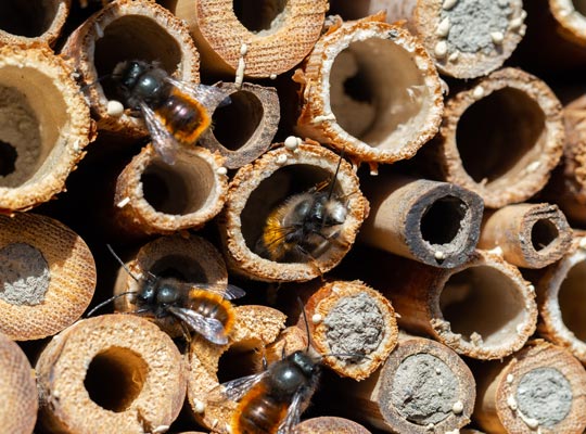 mason bees