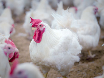 Poultry Production in Arkansas