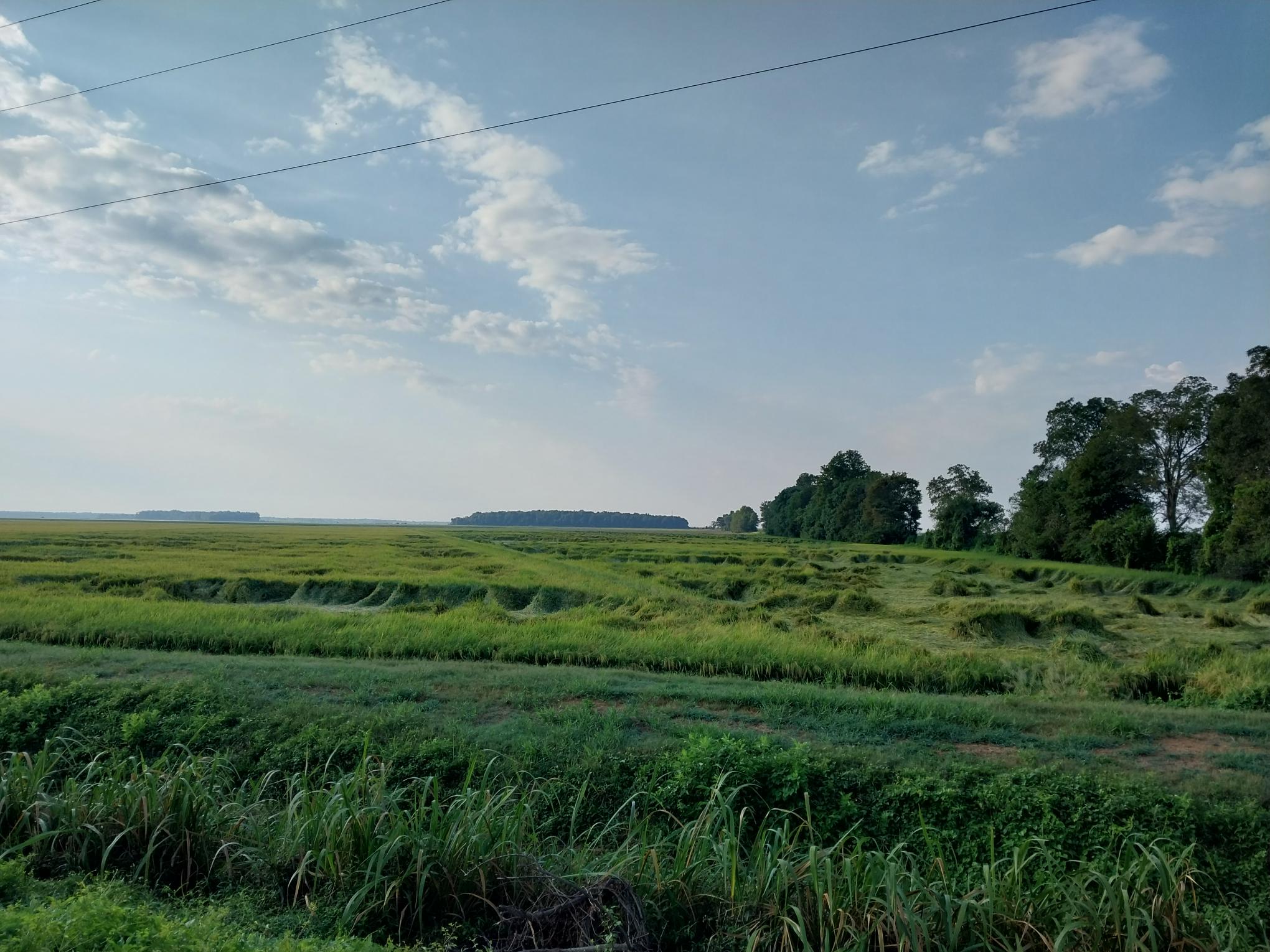 Lodged rice plants in a field