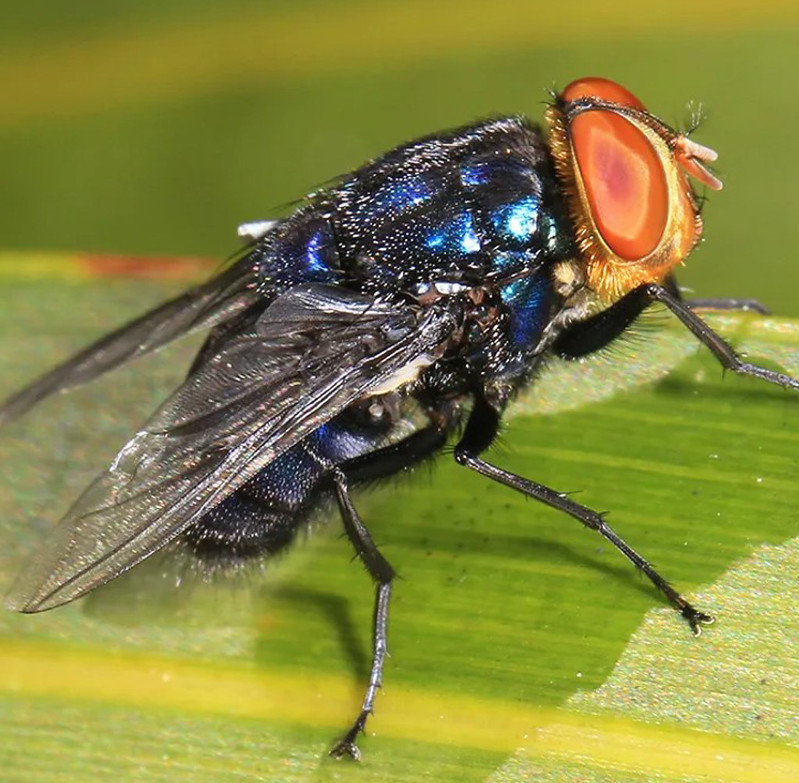 Close up of New World Screwworm fly