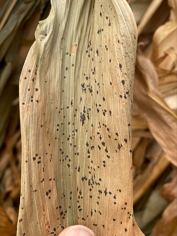 Tar spot on corn