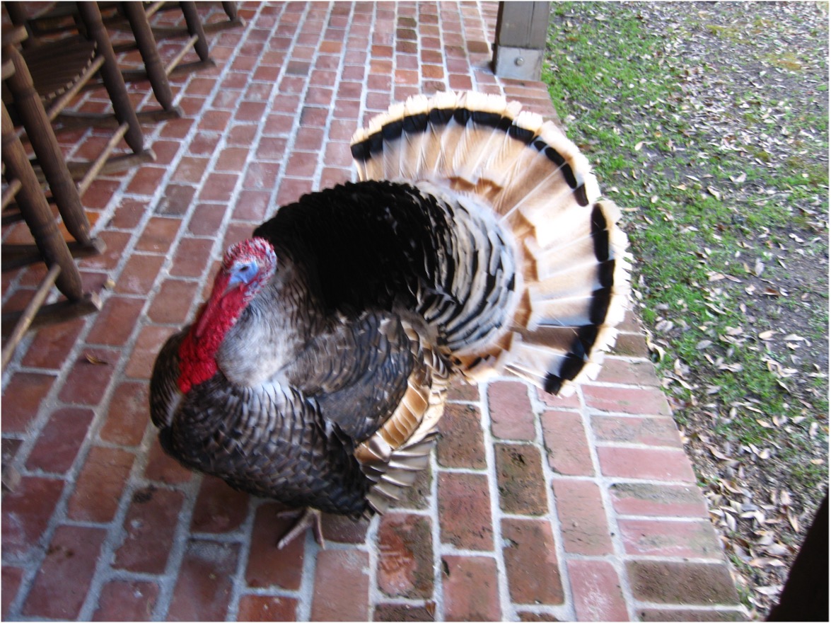 Tom turkey