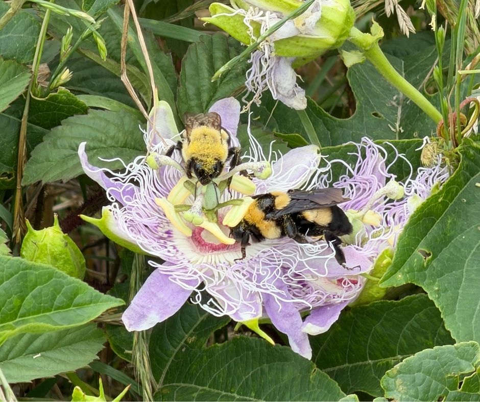 Bees bees on a passion flower