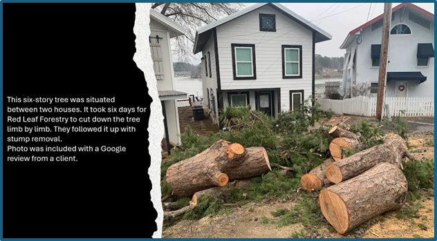 Red Leaf Forestry photo from customer review