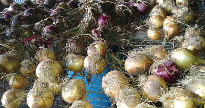 Home grown purple and white onions curing on wire rack