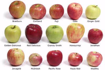 Apple Varieties 