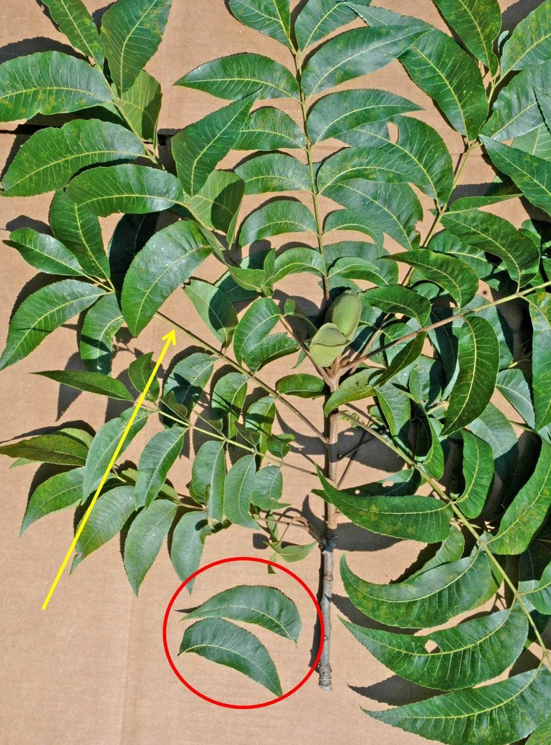 pecan branch with red circle showing how to take samples