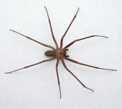 Brown Recluse Spiders