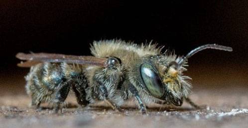 mason bee is darker than honey bees