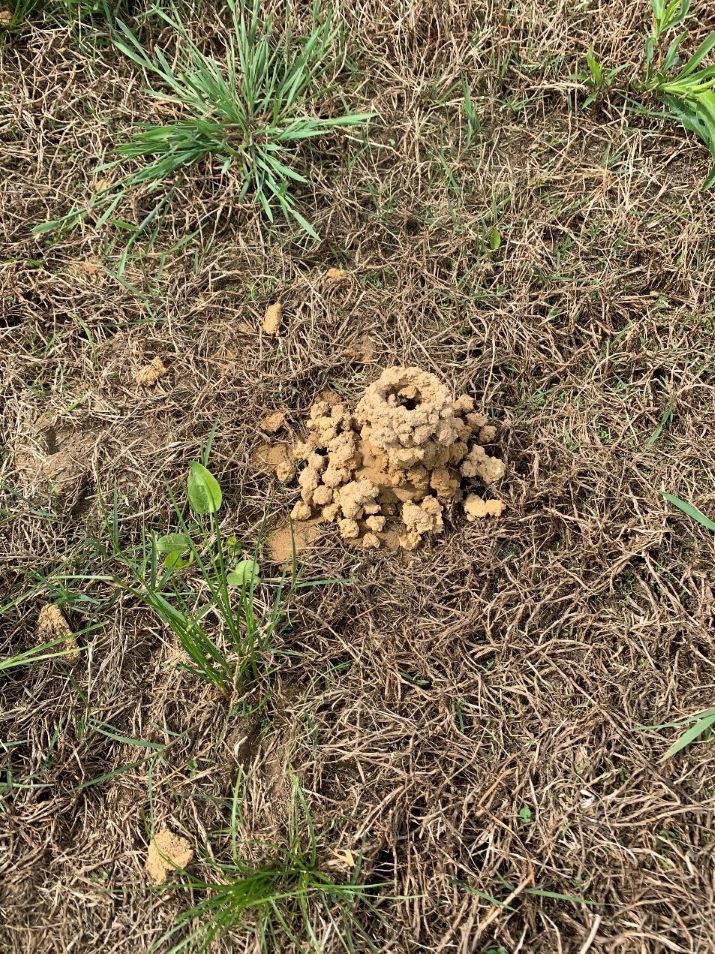 mound on soil in yard