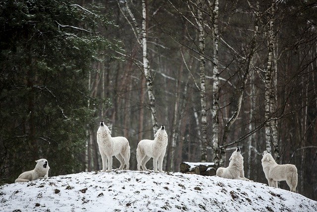 polar wolves