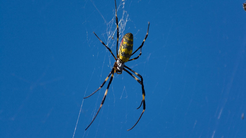 Joro spider in a web