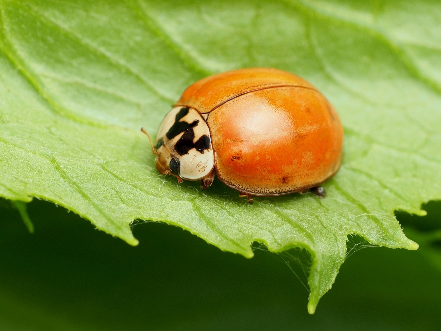 Red Lady Bug White Ladybirds Insect Ladybugs Yoga Leggings for