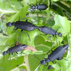 Blister Beetle Blisters