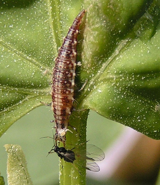 Green Lacewing Larvae Use Corpses as Camouflage