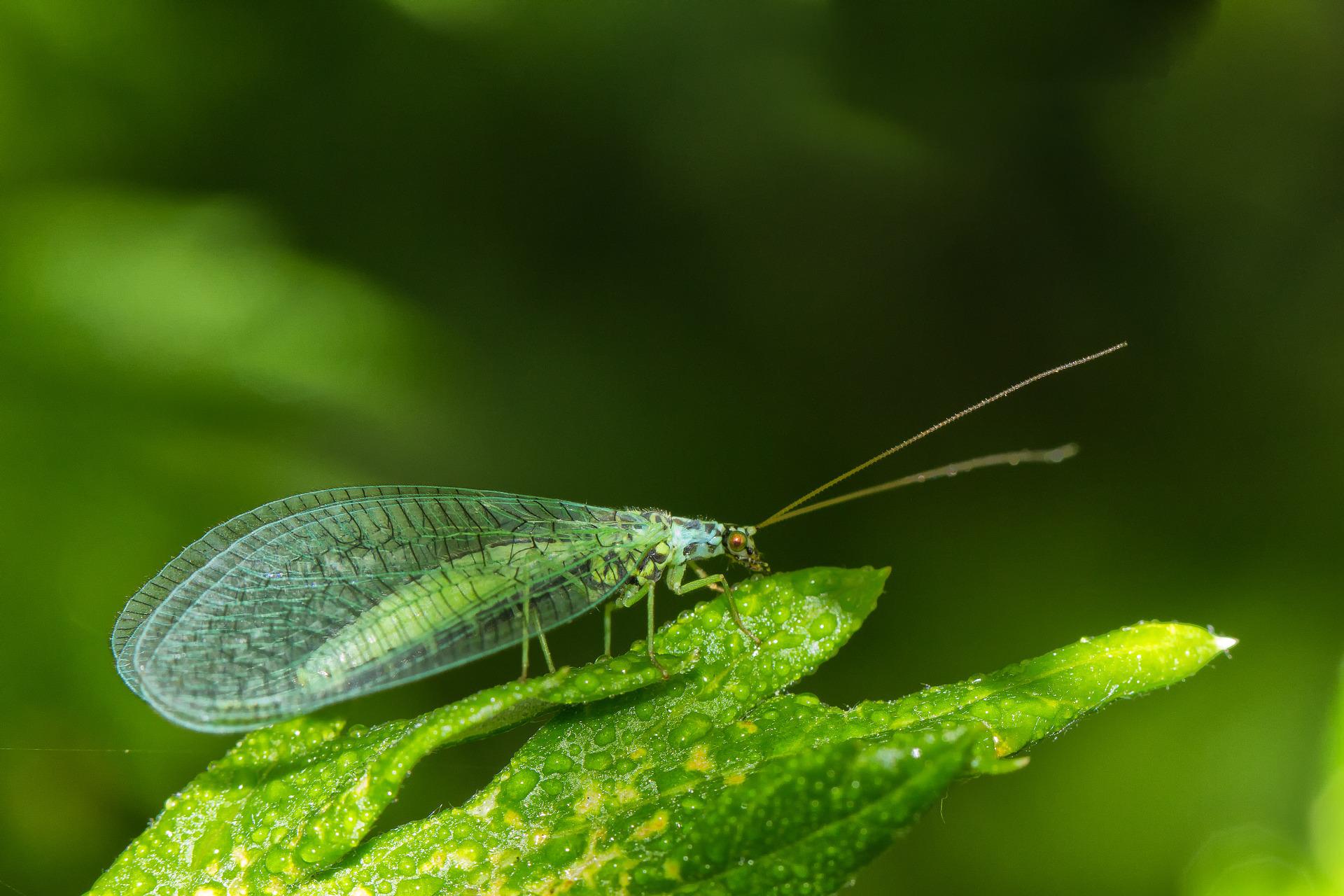 Green Lacewing Larvae Use Corpses as Camouflage