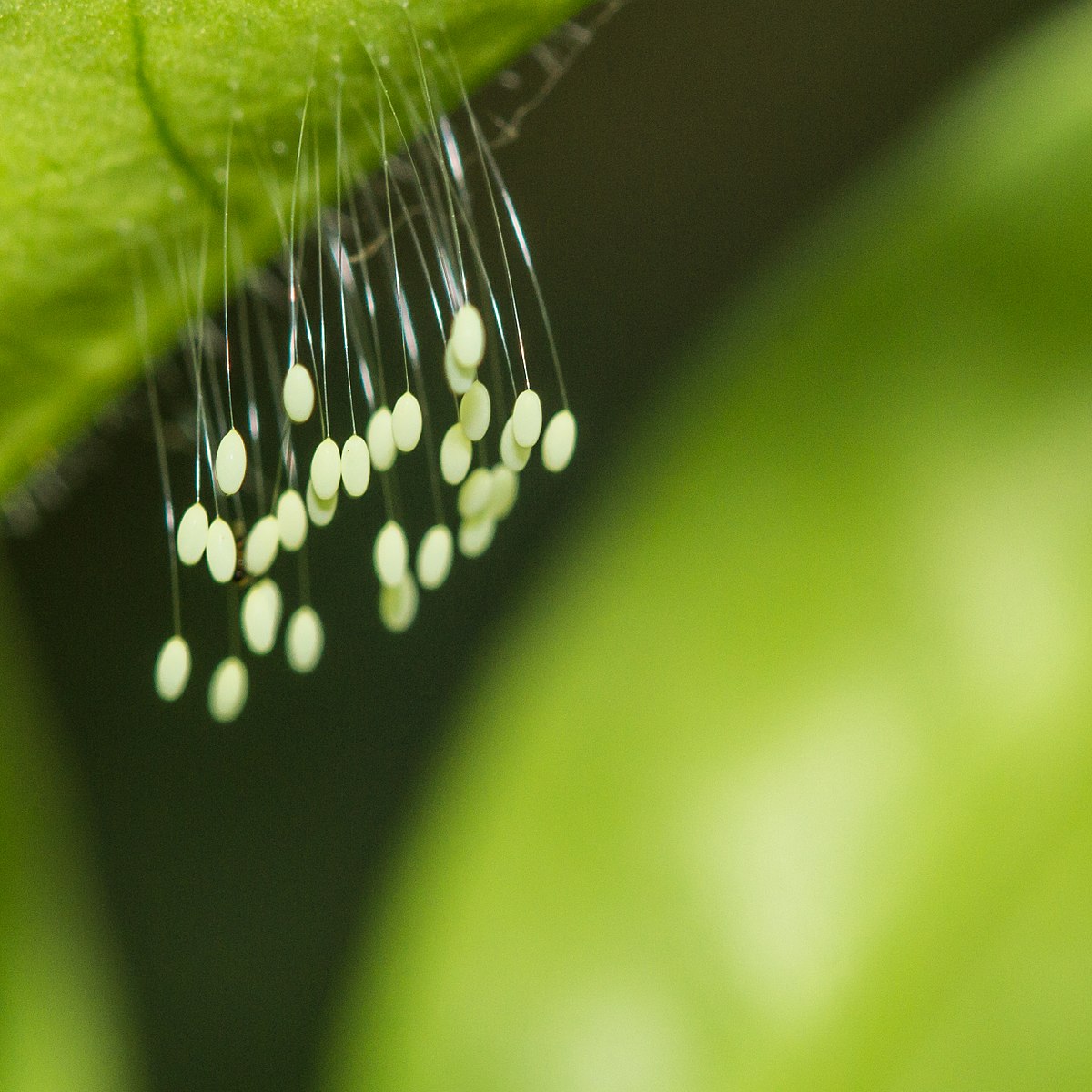 Green Lacewing Eggs For Sale