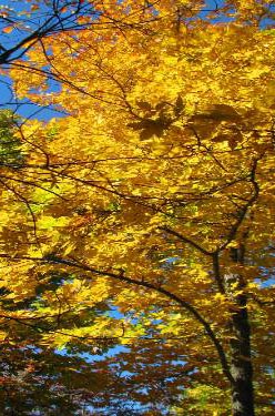 Picture of a hickory tree with yellow leaves