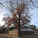 Oak tree in an urban setting in Arkansas