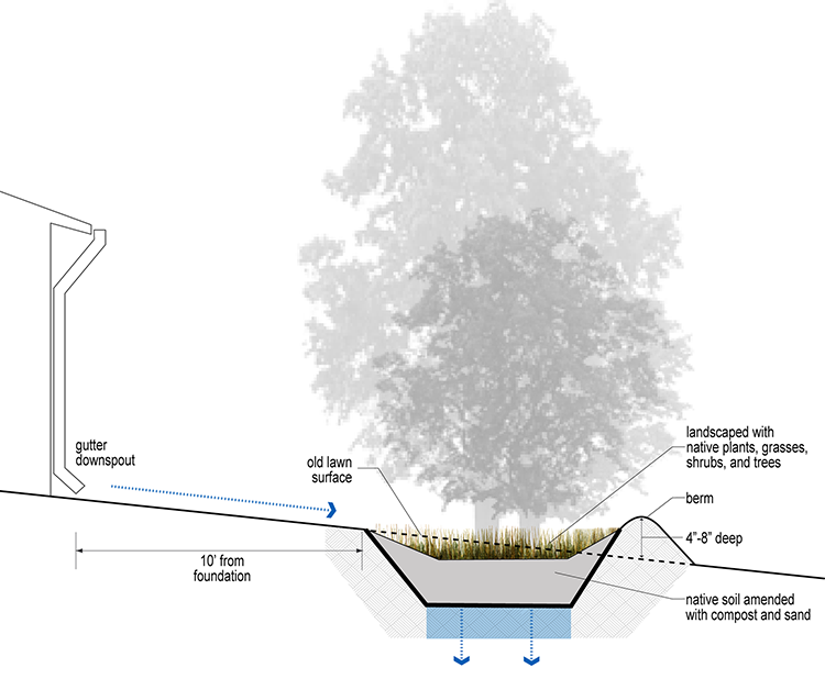 Rain Garden illustration showing flow of stormwater runoff. On the left is were the flow starts through the gutter downspout across the lawn surface. The water then flows into the amended soil of the rain garden. The soil is a mix of native soil, compost, and sand. The surface of the rain garden is landscaped with native plants, grasses, shrubs, and trees with a raised barrier of 4-8 inches on the right side of the rain garden