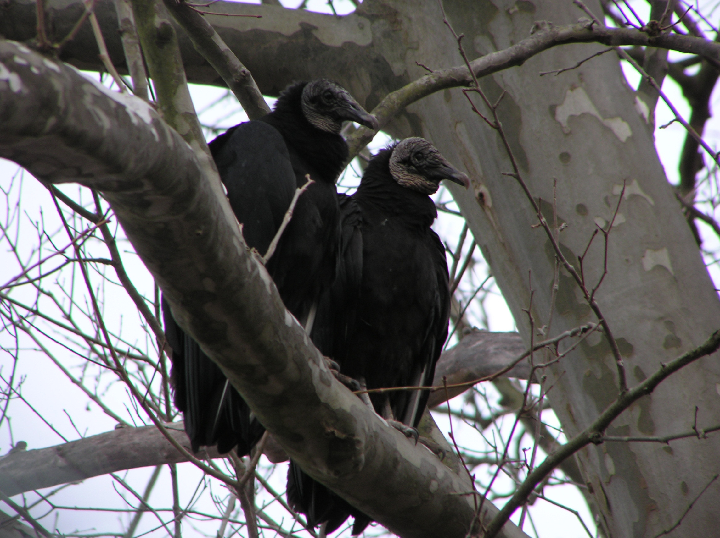 Turkey Vulture - Animal Ark