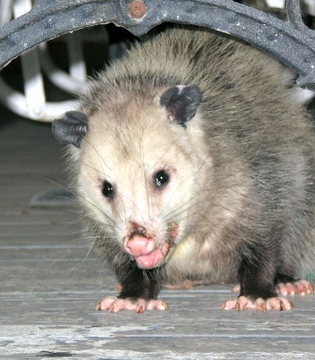 Possum