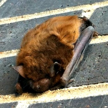 Bat hanging on wall