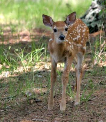 whitetail fawn