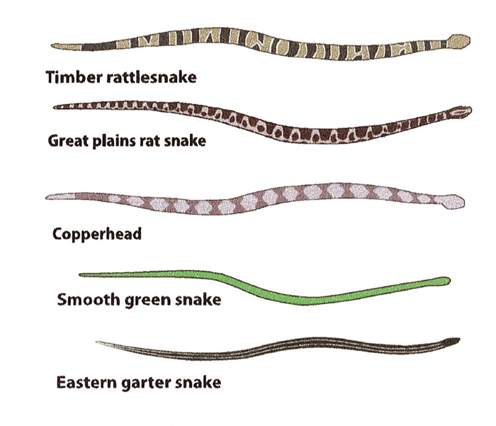 baby timber rattlesnake identification